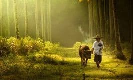 Портфолио Рариндра Пракарса