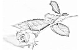 Карандашный рисунок